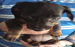 Miniature Dachshund dogs for sale: ..Miniature dachshunds 1 Girl 1BOY READY TO LEAVE  in Ellesmere Port - Image 6