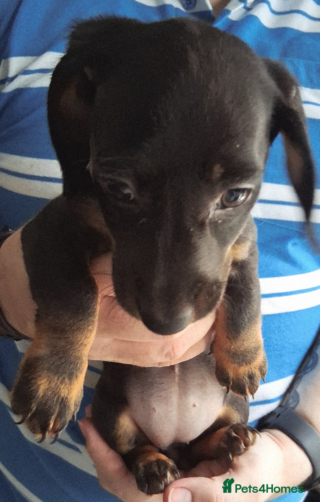 Miniature Dachshund dogs for sale: ..Miniature dachshunds 1 Girl 1BOY READY TO LEAVE  in Ellesmere Port - Image 6