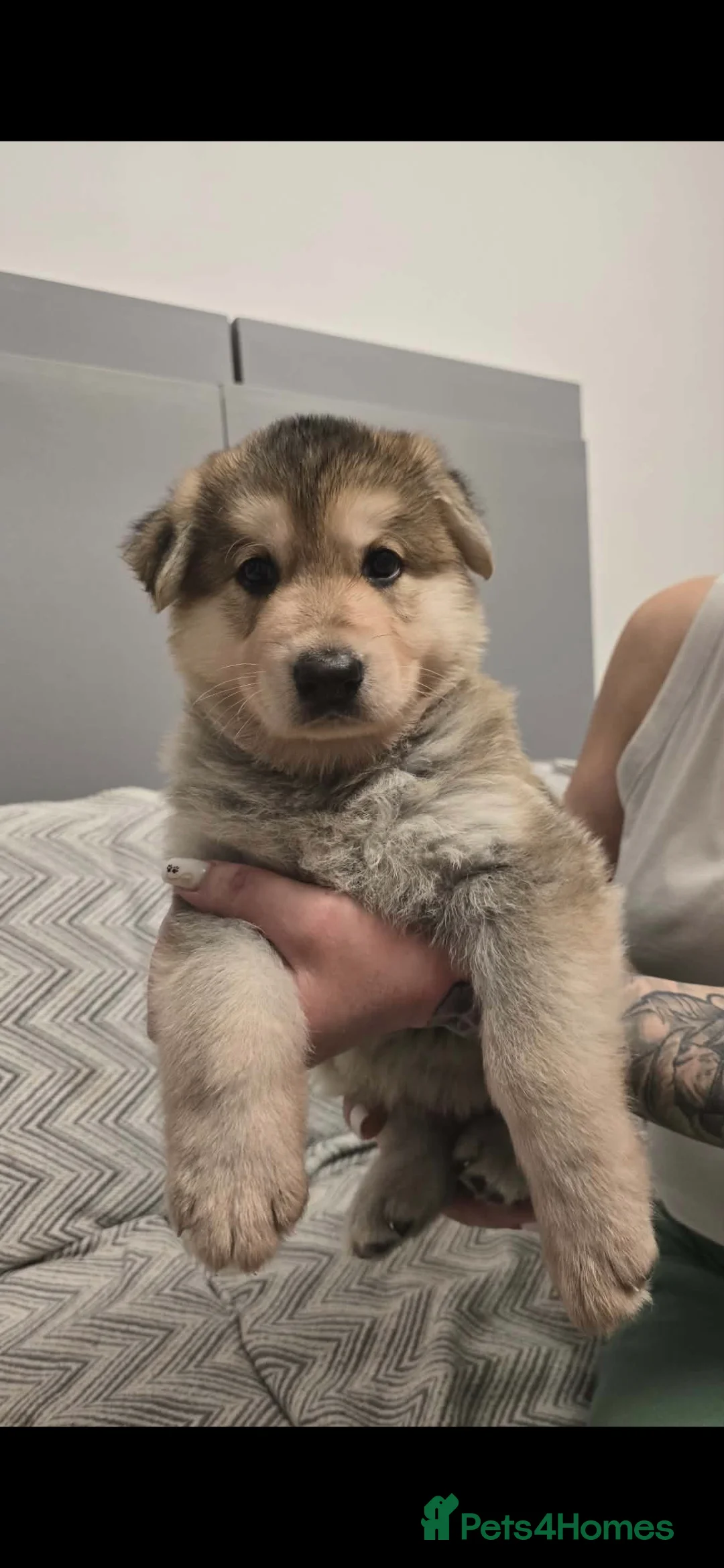 German Shepherd dogs for sale: 6 beautiful German Shepherd puppies - Advert 8