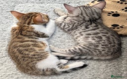 Bengal cats for sale: Bengal kittens  - Image 14