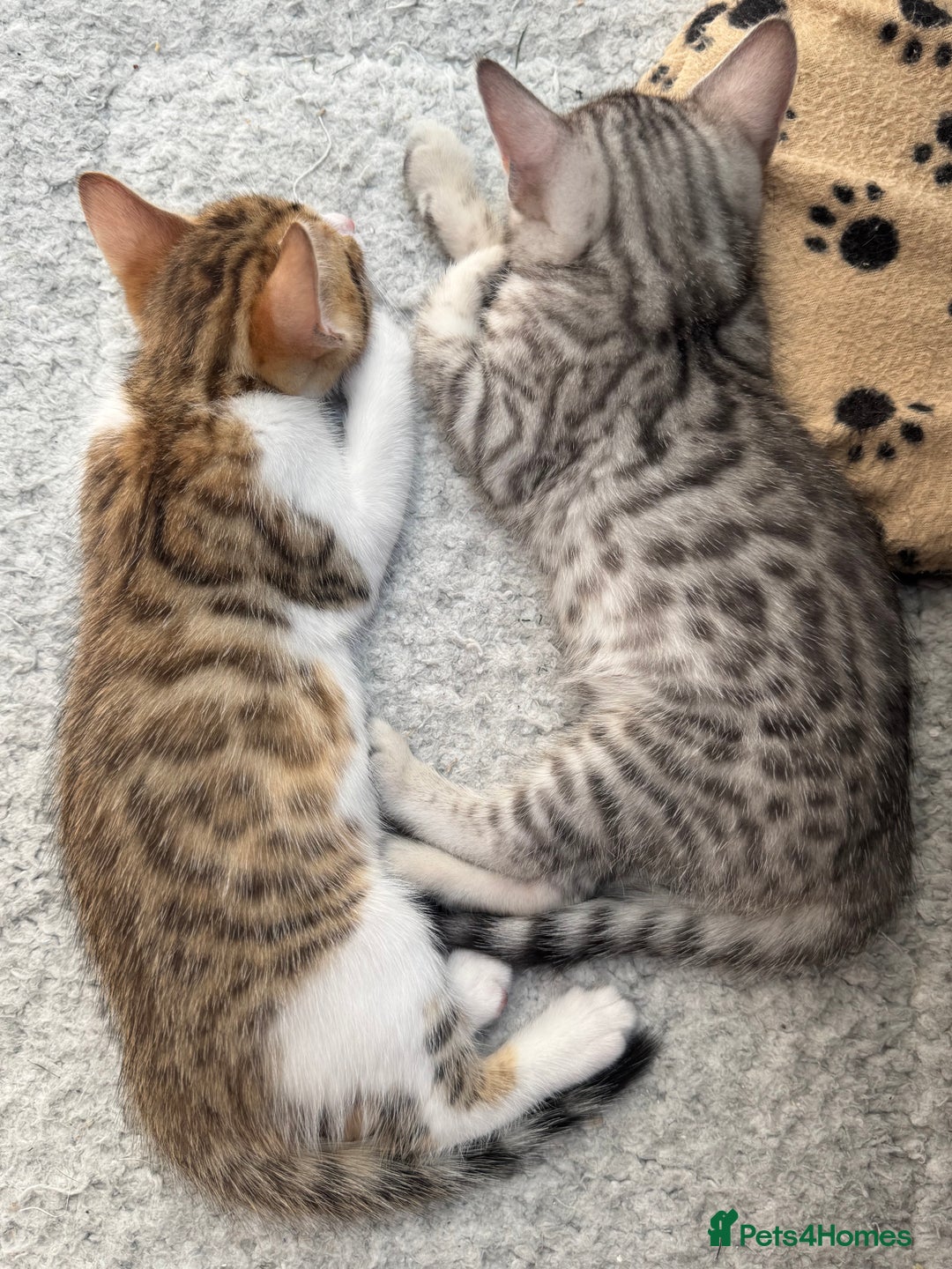 Bengal cats for sale: Bengal kittens  - Image 14
