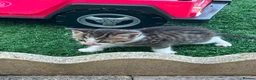 Mixed Breed cats for sale: BSH mixed breed kittens - Advert 19