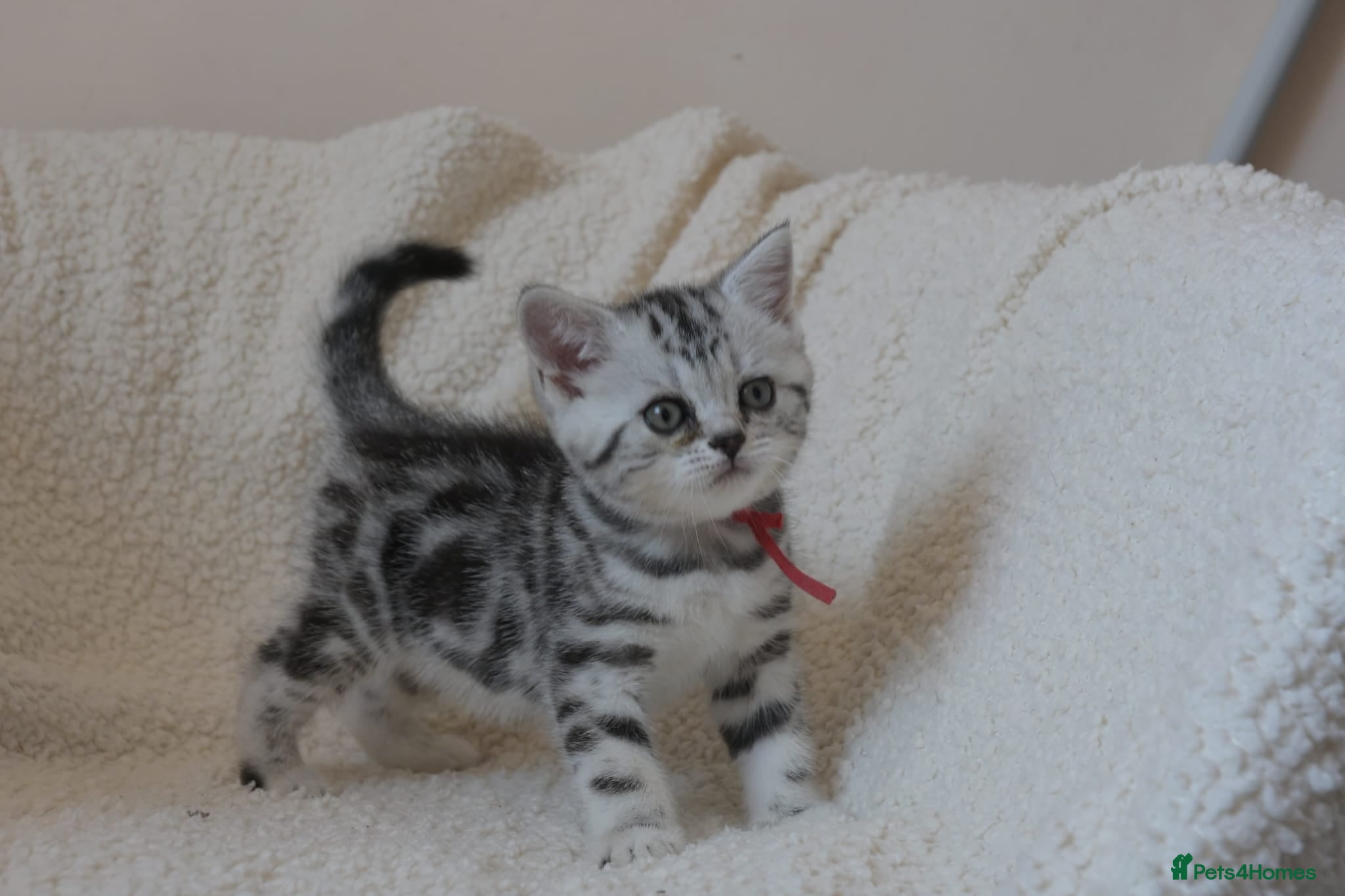 British Shorthair cats 3 gccf registered British Shorthair silver tabbys  - Advert 1