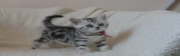 British Shorthair cats for sale: 3 gccf registered British Shorthair silver tabbys  - Advert 1