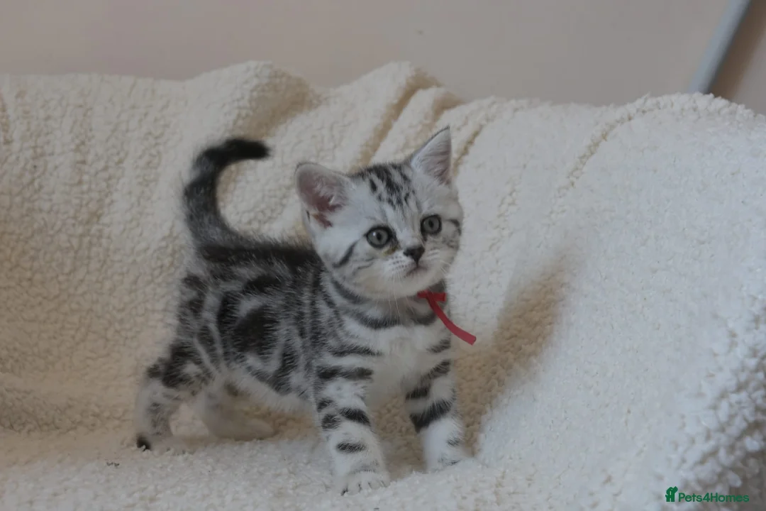 British Shorthair cats for sale: 3 gccf registered British Shorthair silver tabbys  - Advert 1