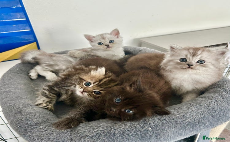 Persian cats - Advert 2