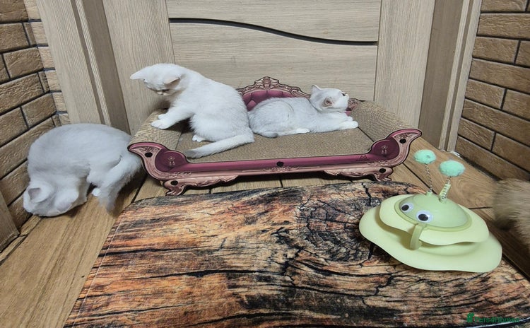 British Shorthair cats - Advert 11