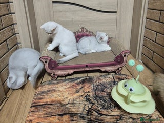 British Shorthair cats - Advert 25