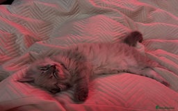 Mixed Breed cats for sale: Female ragdoll x maincoon - Image 4