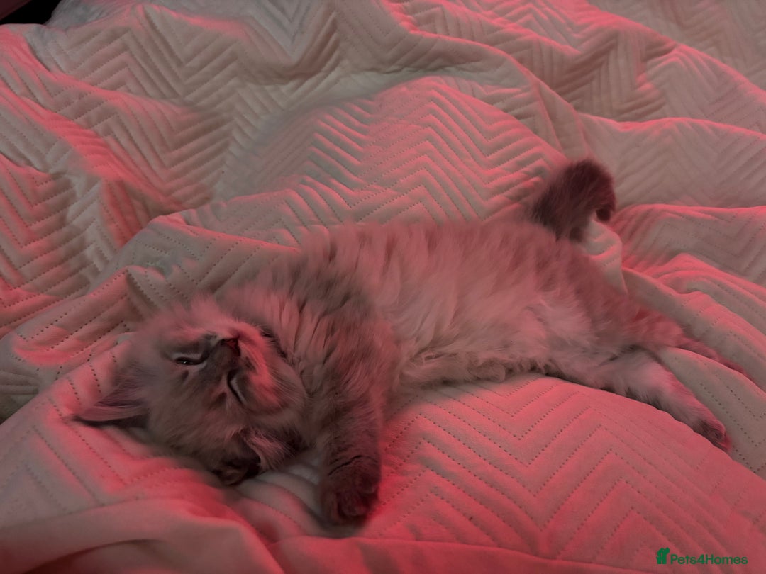 Mixed Breed cats for sale: Female ragdoll x maincoon - Image 4