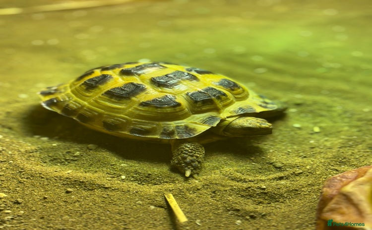 Tortoise reptiles - Advert 1