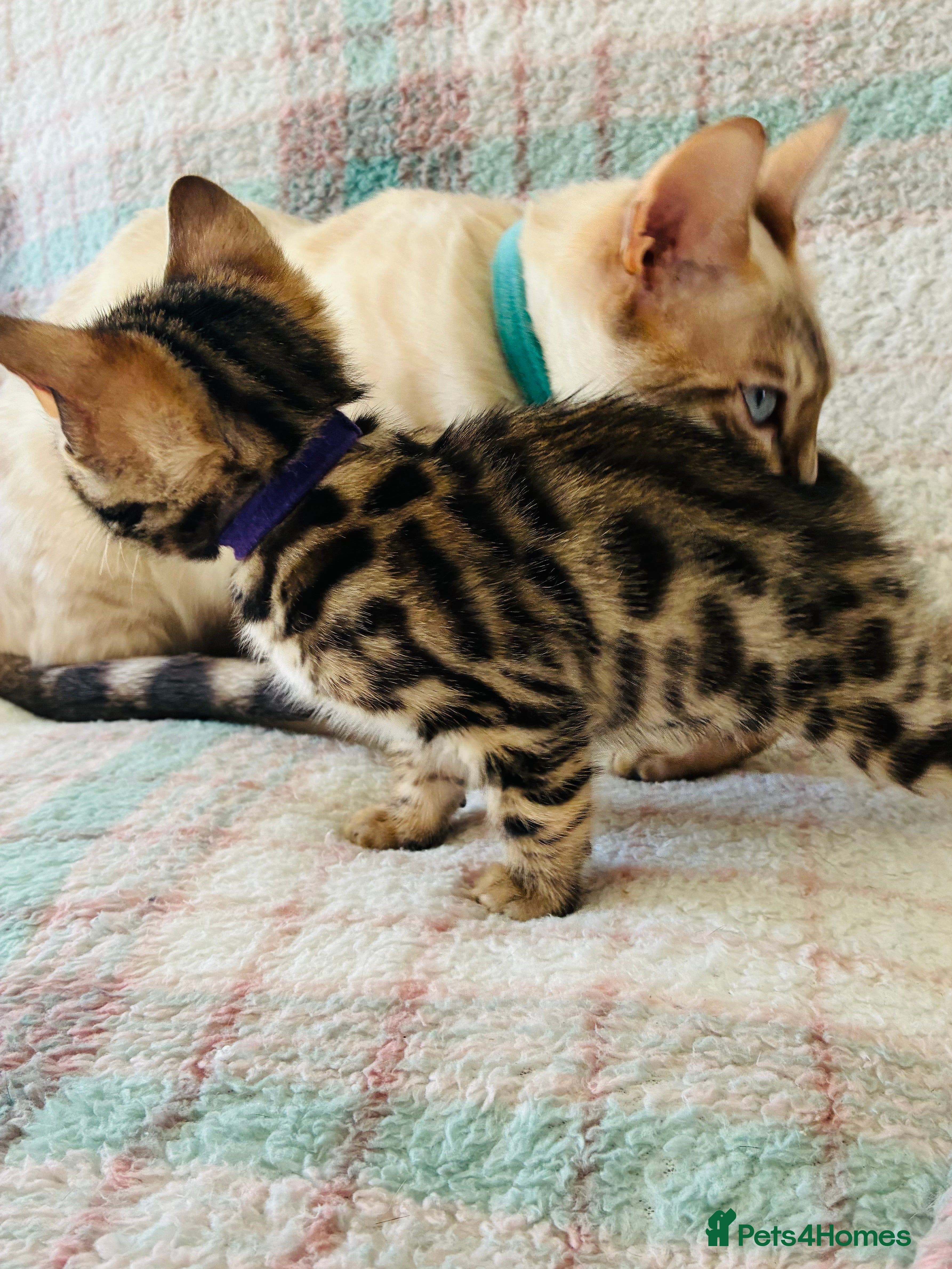 Bengal cats Beautiful Bengal Kittens for sale - Advert 2