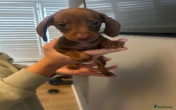 Dachshund dogs for sale: Beautiful miniature dachshunds ready now  - Image 4