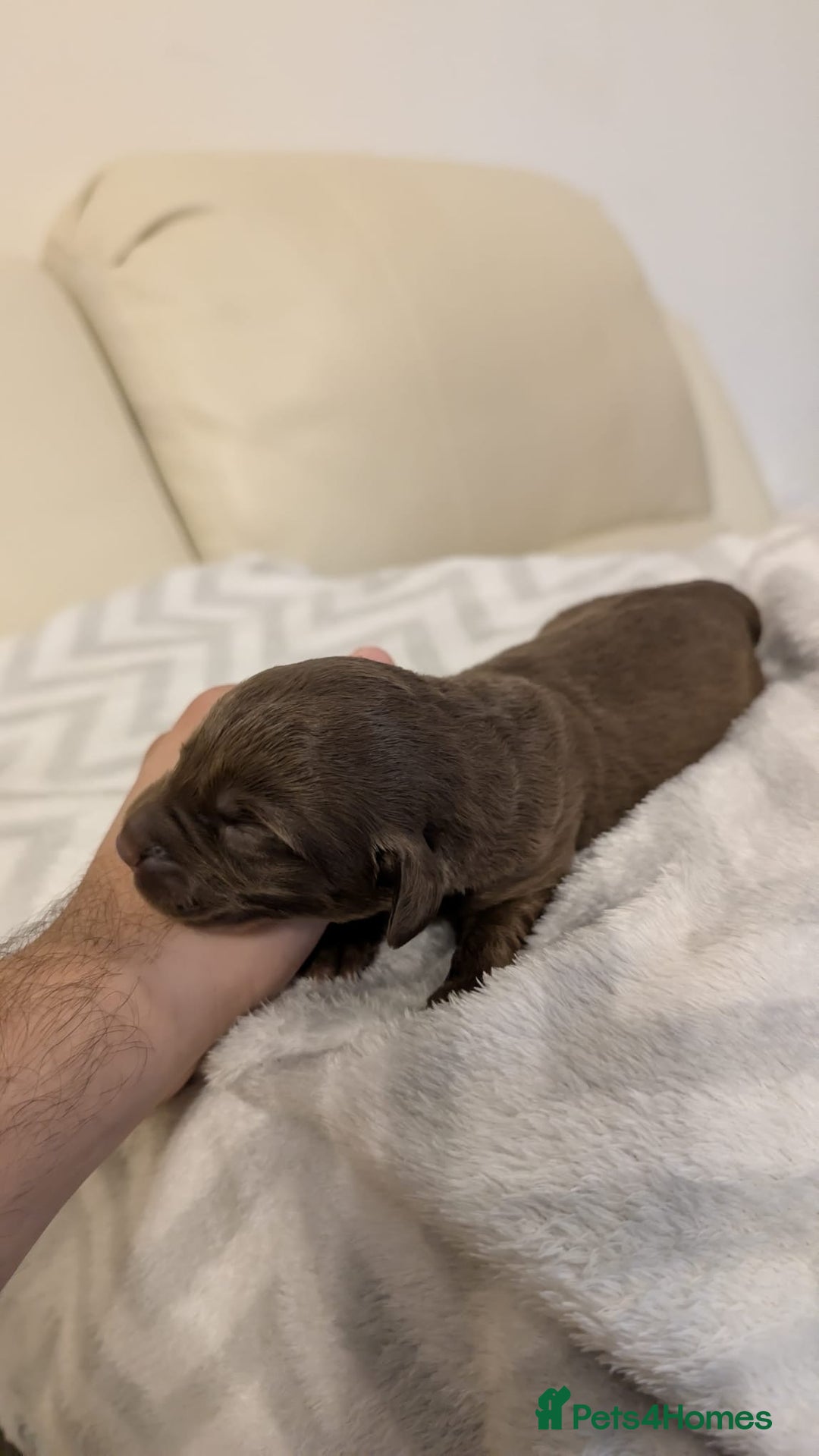 Labradoodle dogs for sale: 11 adorable Labradoodle puppies - Image 10