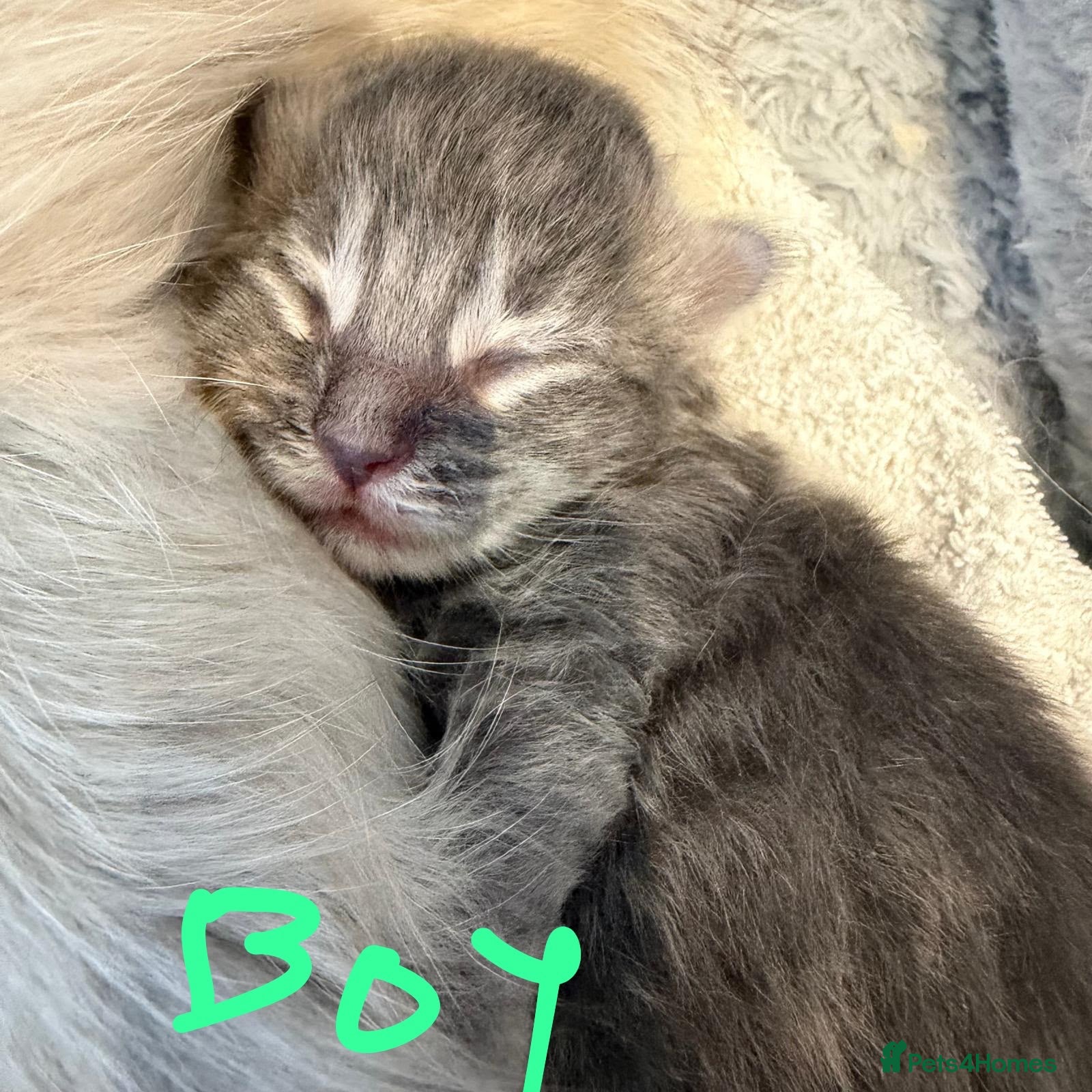 Ragcoon cats Ragdoll × Maine Coon Kittens rare colours - Advert 13
