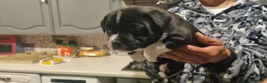 Staffordshire Bull Terrier 1