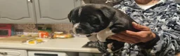 Staffordshire Bull Terrier dogs for sale: Staffordshire Bull Terrier Puppies For Sale - Advert 2