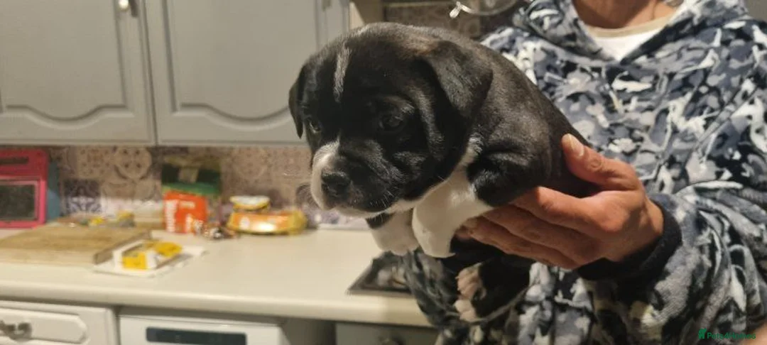 Staffordshire Bull Terrier dogs for sale: Staffordshire Bull Terrier Puppies For Sale - Advert 2