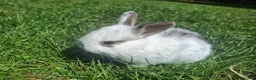 Dwarf Lop rabbits for sale: Dwarf Lop Baby Rabits in Wetherby - Advert 6