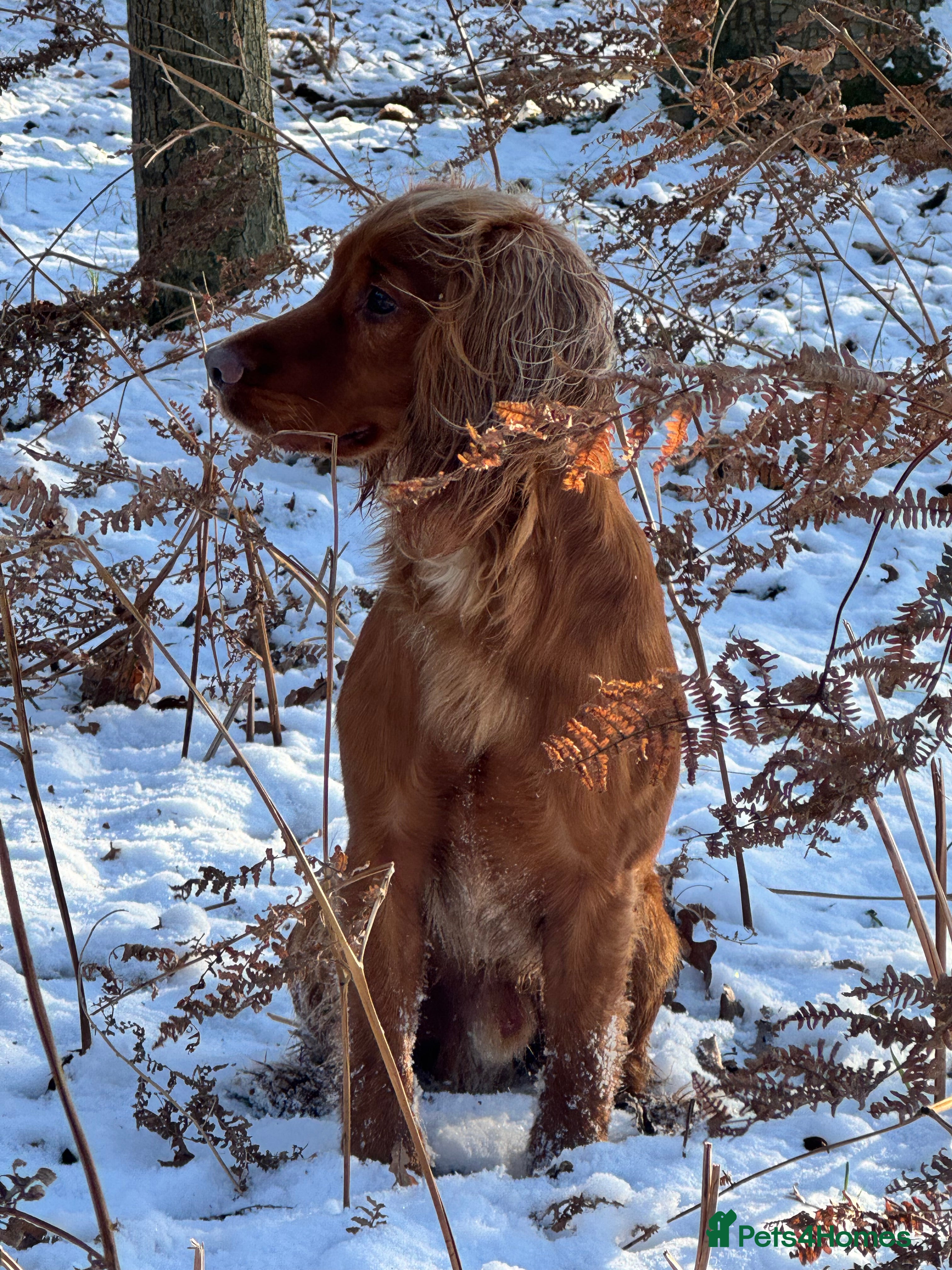 Cocker Spaniel dogs For Stud - Camsiscan Solaris Samurai  - Advert 14