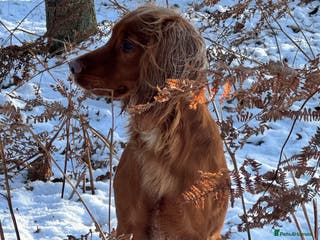 Cocker Spaniel dogs For Stud - Camsiscan Solaris Samurai - Advert 10