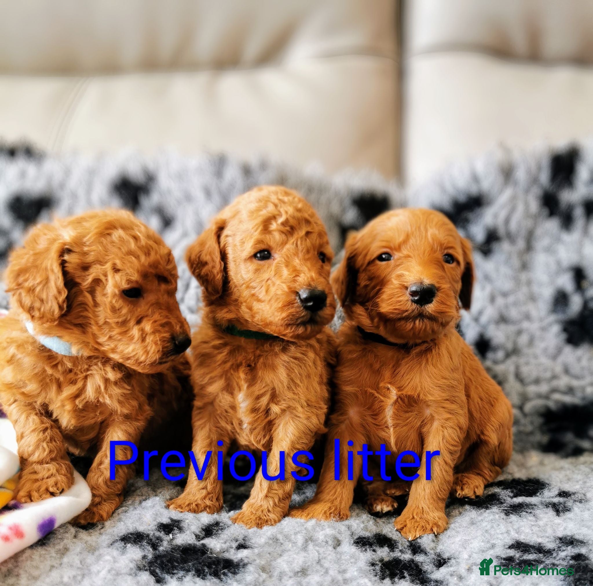 Labradoodle dogs F1 Labradoodles, extensively health tested!  - Advert 2