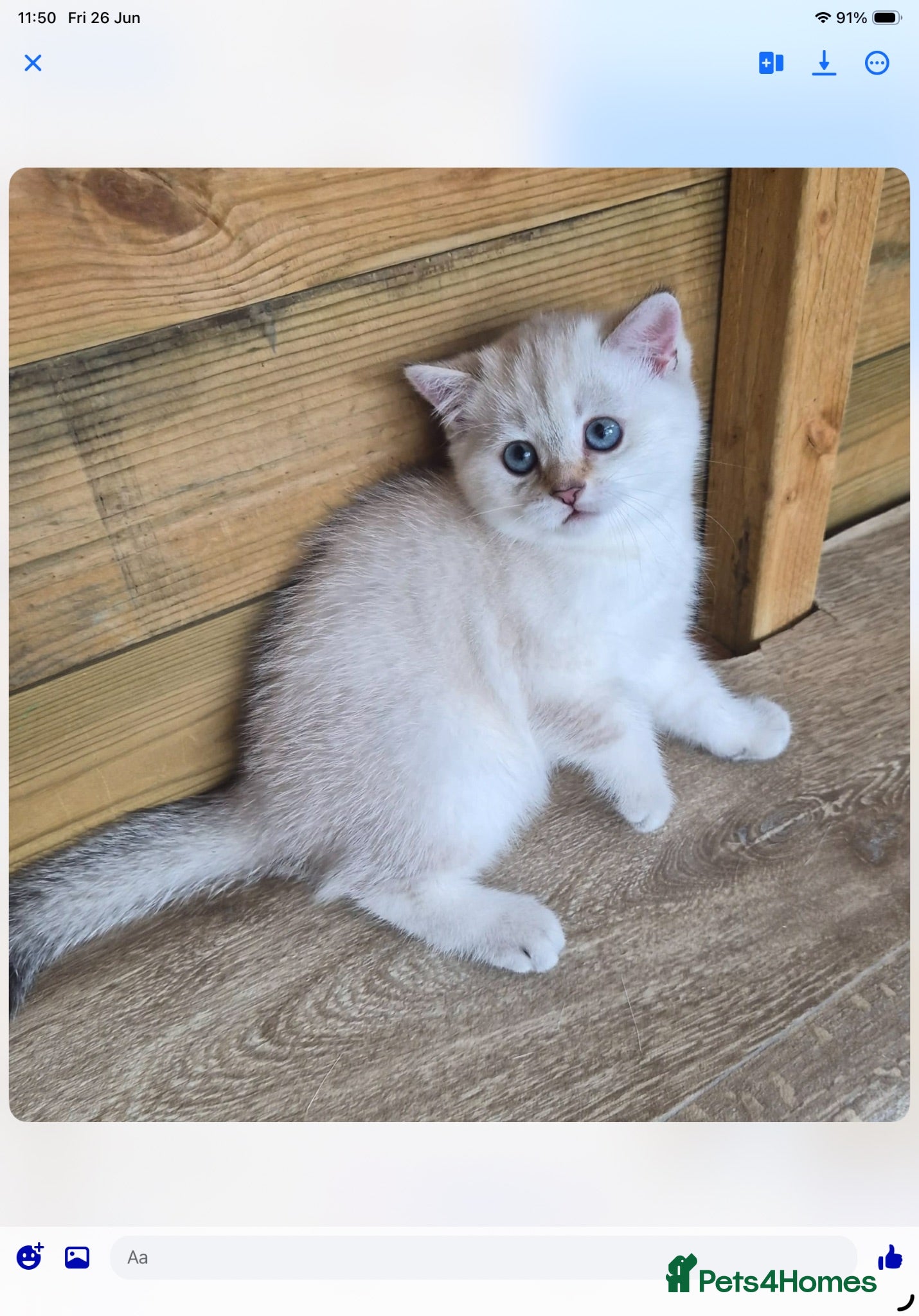 British Shorthair cats Pedigree British Shorthaired. - Advert 2
