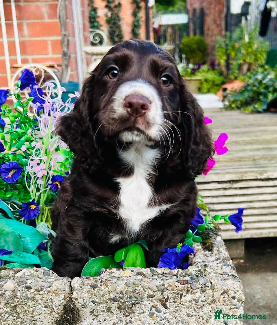 Cocker Spaniel dogs Dumplings 🥟  - Advert 1