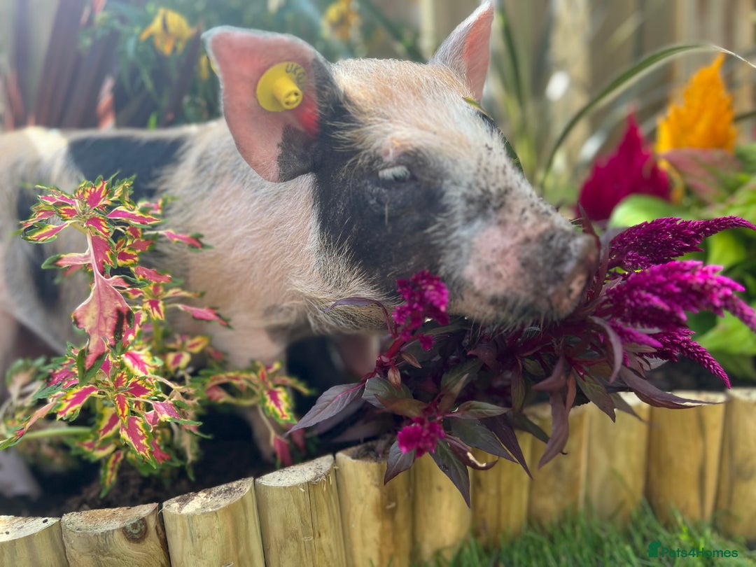 Pig livestock for sale: The adorable Lottie is desperately needing a home  - Image 4