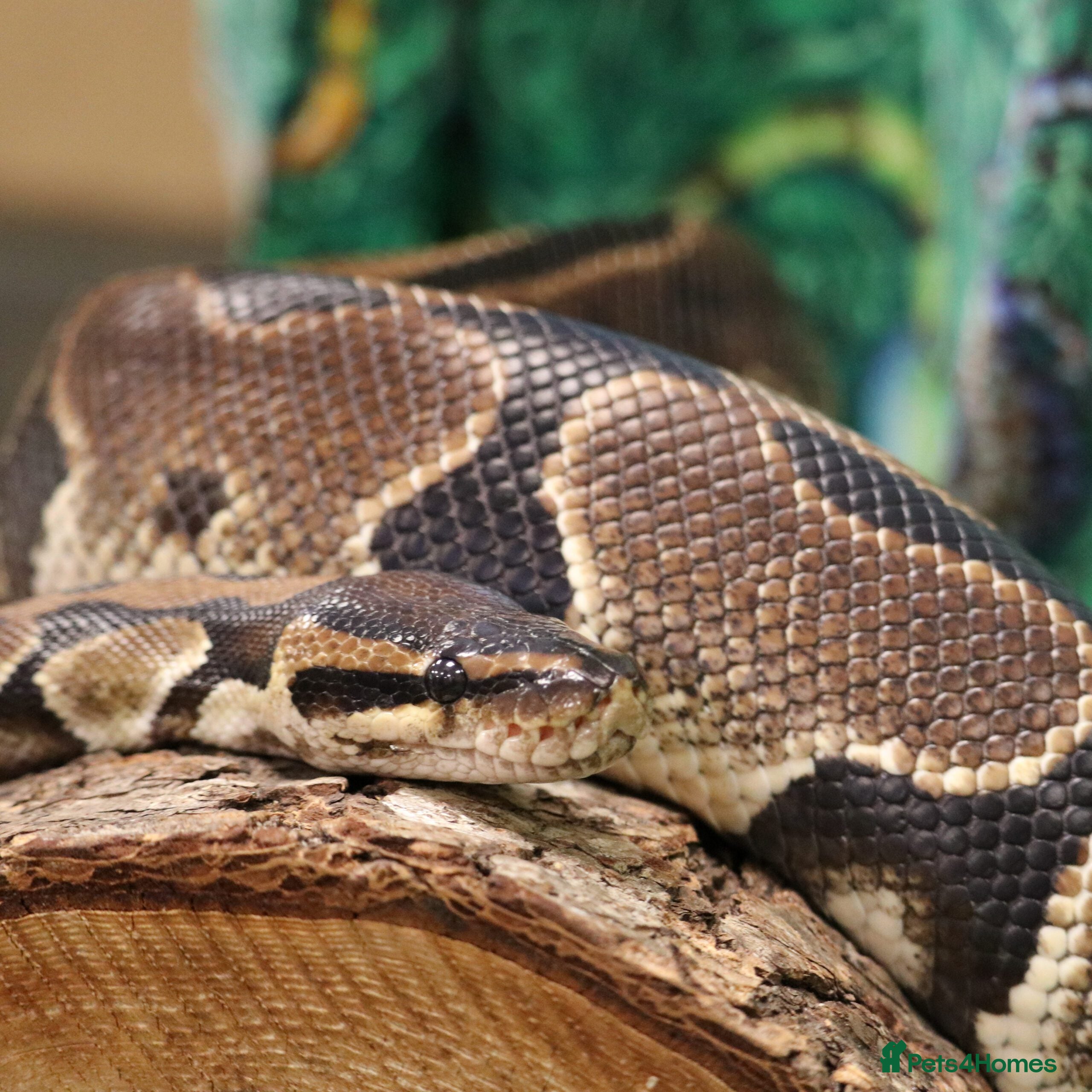 Python Snake reptiles Ball pythons (royal pythons) male and female  - Advert 2