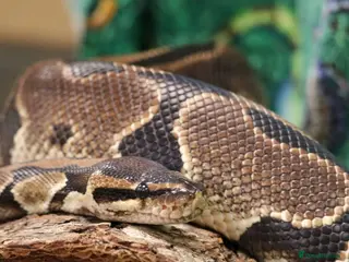 Python Snake reptiles Ball pythons (royal pythons) male and female - Advert 2