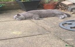 British Shorthair cats for sale: British blue BSH  - Image 3