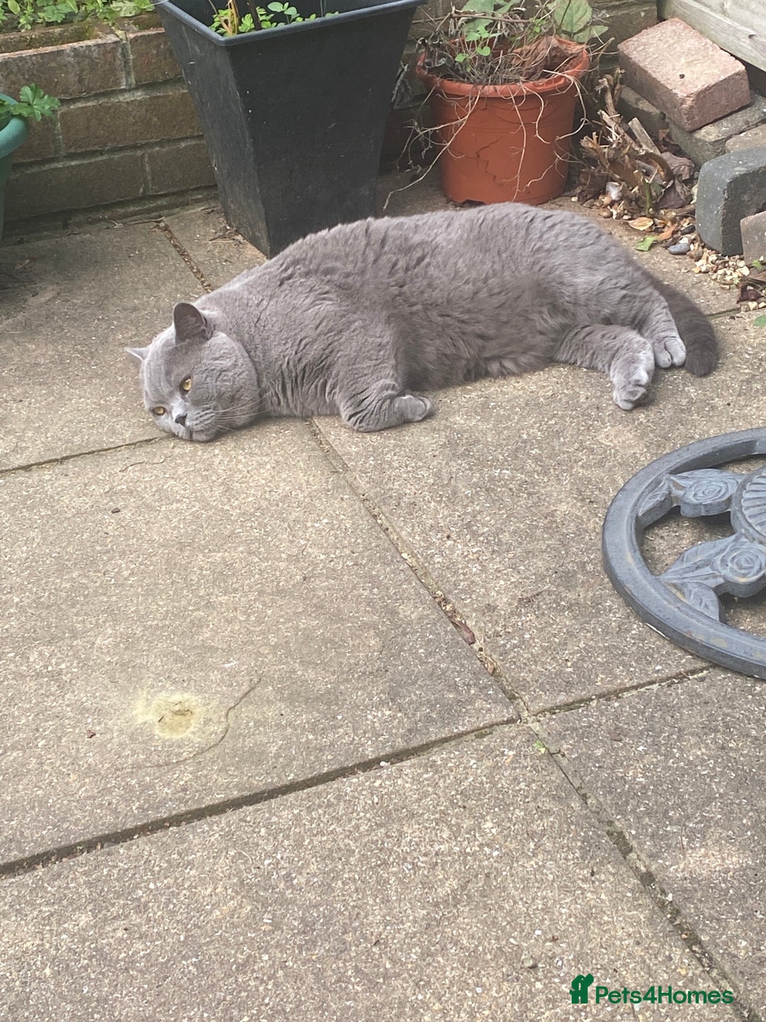 British Shorthair cats for sale: British blue BSH  - Image 3