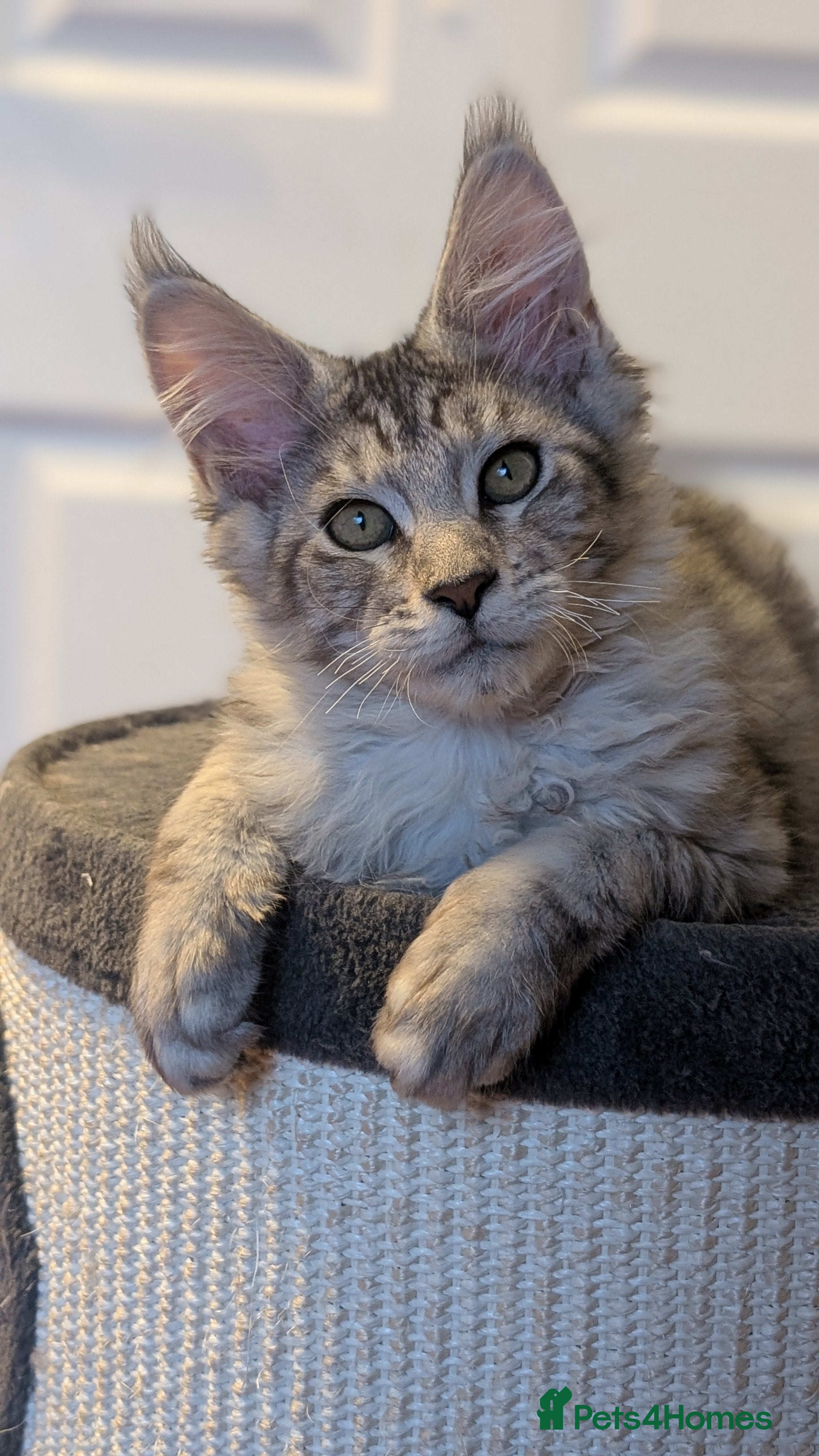 Maine Coon cats Stunning Tica registered Maine coons - Advert 2