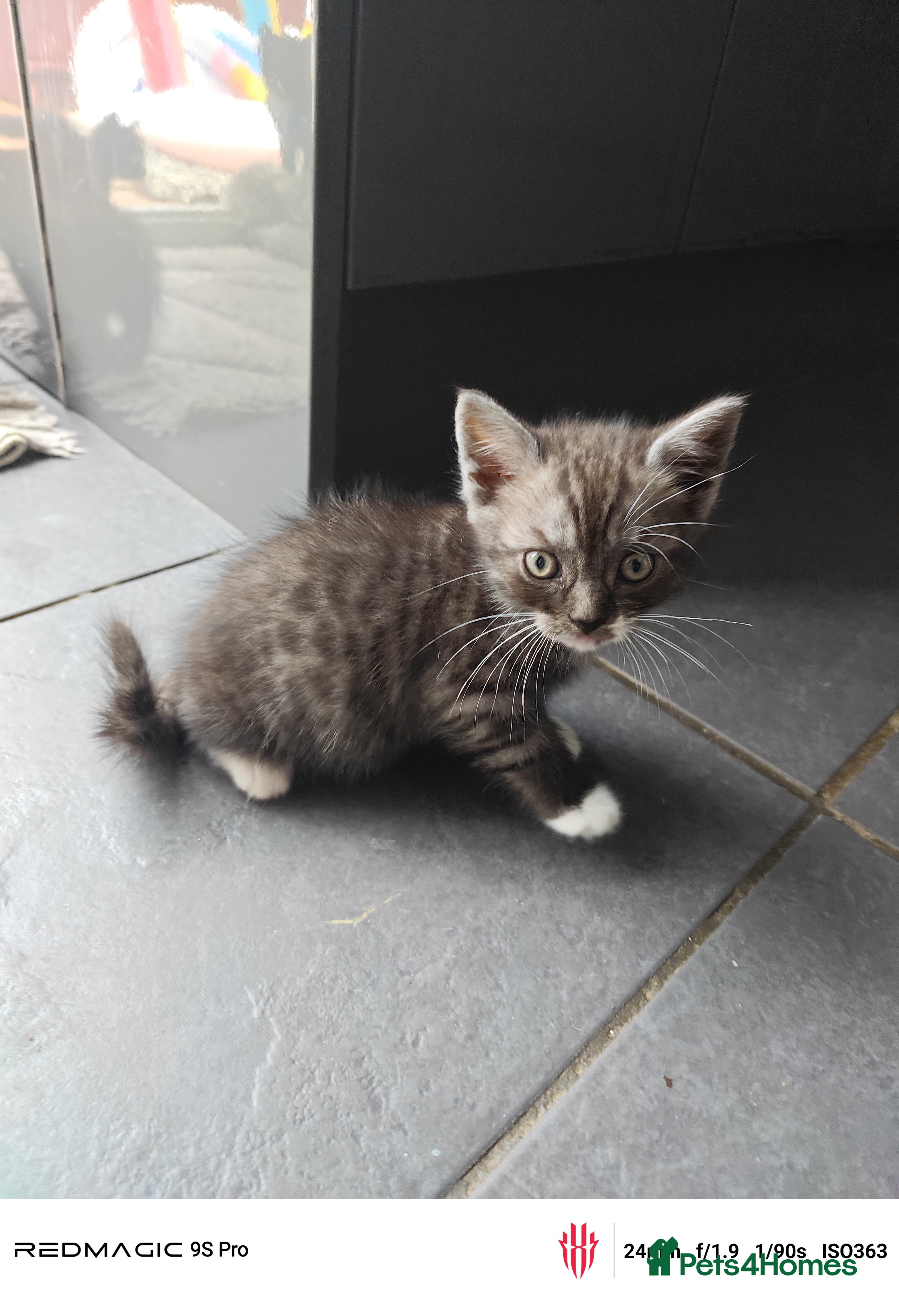 British Shorthair cats for sale: Mixed British Short hair - Advert 21