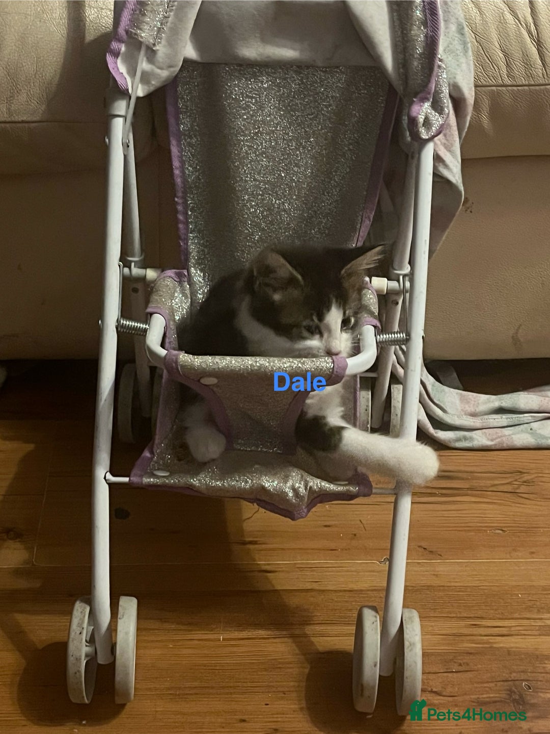 British Shorthair cats for sale: Ready for a loving home now  - Image 11
