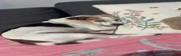 Jack Russell dogs for sale: Minnie  - Advert 5