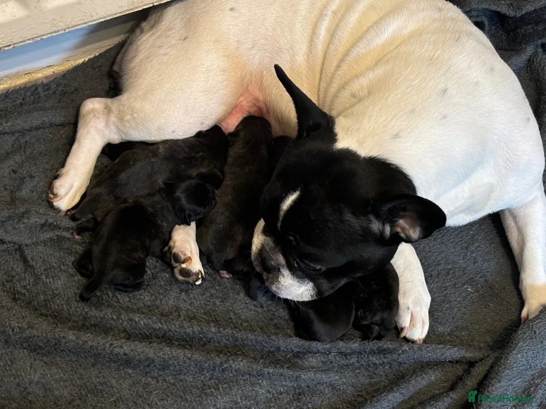 Frug dogs for sale: Beautiful baby girl frug available now! - Advert 2