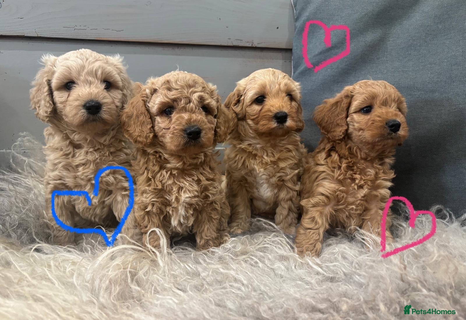 Cavapoochon dogs 🩷Beautiful Cavapoochon Puppies - 1 girl left 🩷 - Advert 1