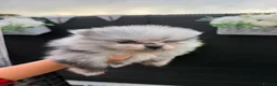 Pomeranian dogs for sale: 5 ⭐️ Pomeranian puppies  - Advert 5