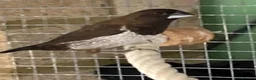 Finches birds for sale: Rosa bourkes parakeet, diamond doves, zebra finch - Advert 6
