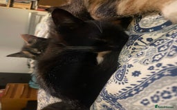 Domestic Shorthair cats for sale: 4 medium/longhair kittens,3 tuxedo 1 tortoiseshell - Advert 8