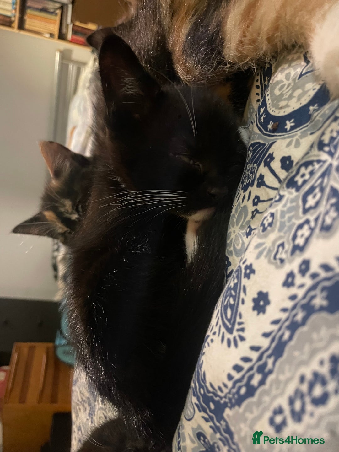 Domestic Shorthair cats for sale: 4 medium/longhair kittens,3 tuxedo 1 tortoiseshell - Advert 8