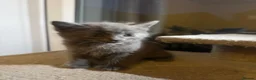 British Shorthair cats for sale: British shorthair  in Burton-on-Trent - Advert 33