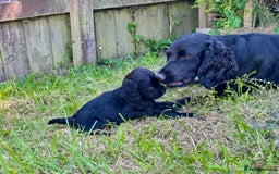 Cocker Spaniel dogs for sale: Super strong Kc registered working cocker spaniel  - Image 9