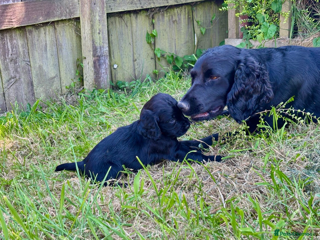 Cocker Spaniel dogs for sale: Super strong Kc registered working cocker spaniel  - Image 9