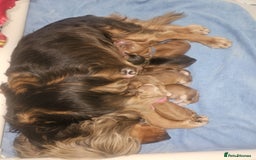 Cocker Spaniel dogs for sale: Quality Bred Show Type Cocker Spaniel Puppies - Image 6