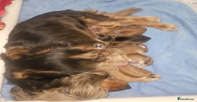 Cocker Spaniel dogs Quality Bred Show Type Cocker Spaniel Puppies - Advert 2