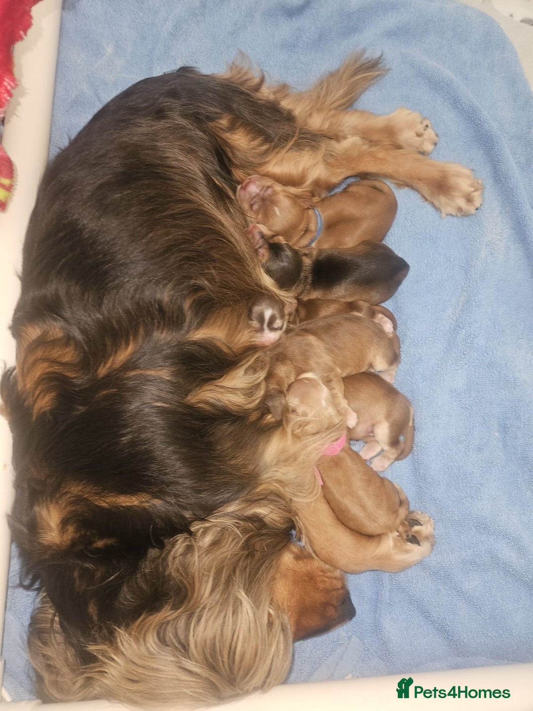 Cocker Spaniel dogs for sale: Quality Bred Show Type Cocker Spaniel Puppies - Image 6