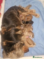 Cocker Spaniel dogs Quality Bred Show Type Cocker Spaniel Puppies - Advert 1
